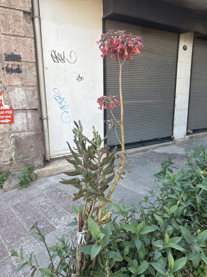 Mexikanische Hutpflanze — Bild 2