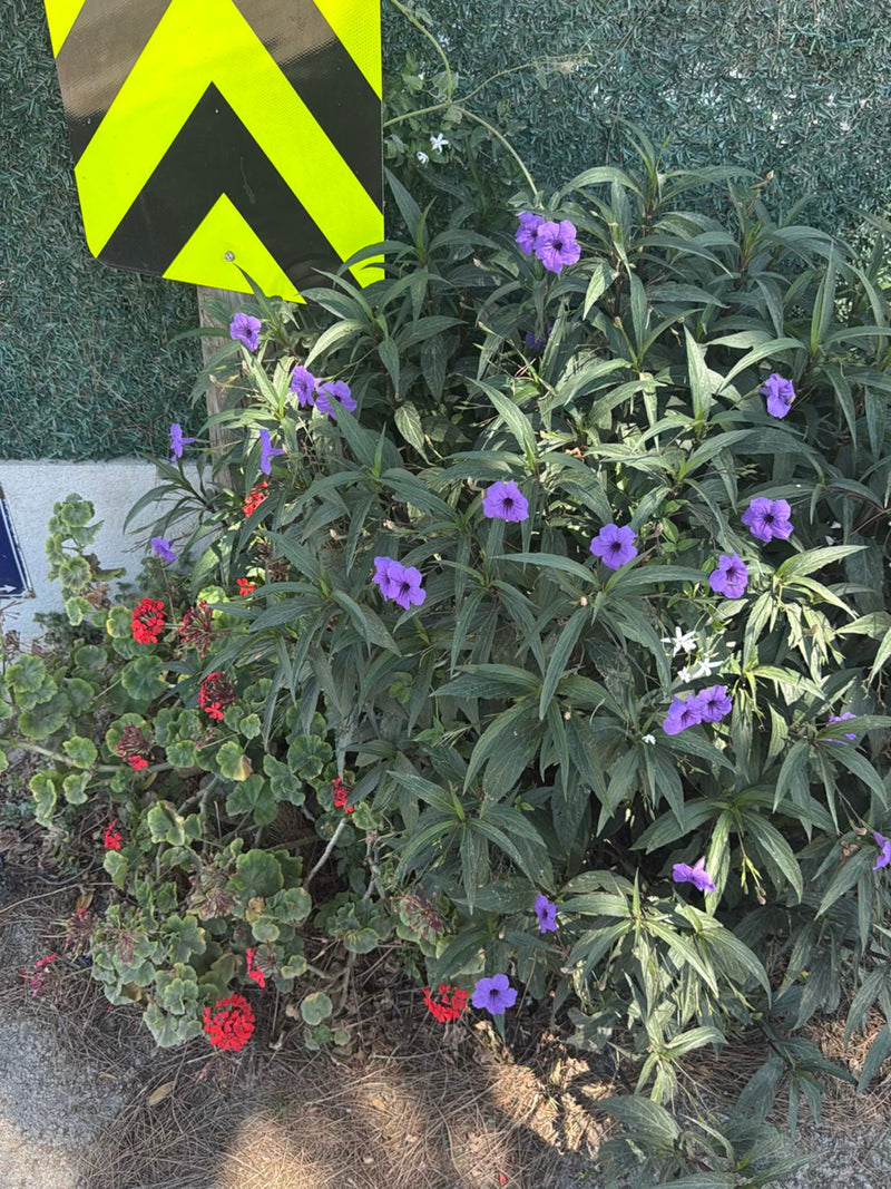Mexikanische Petunie — Bild 3
