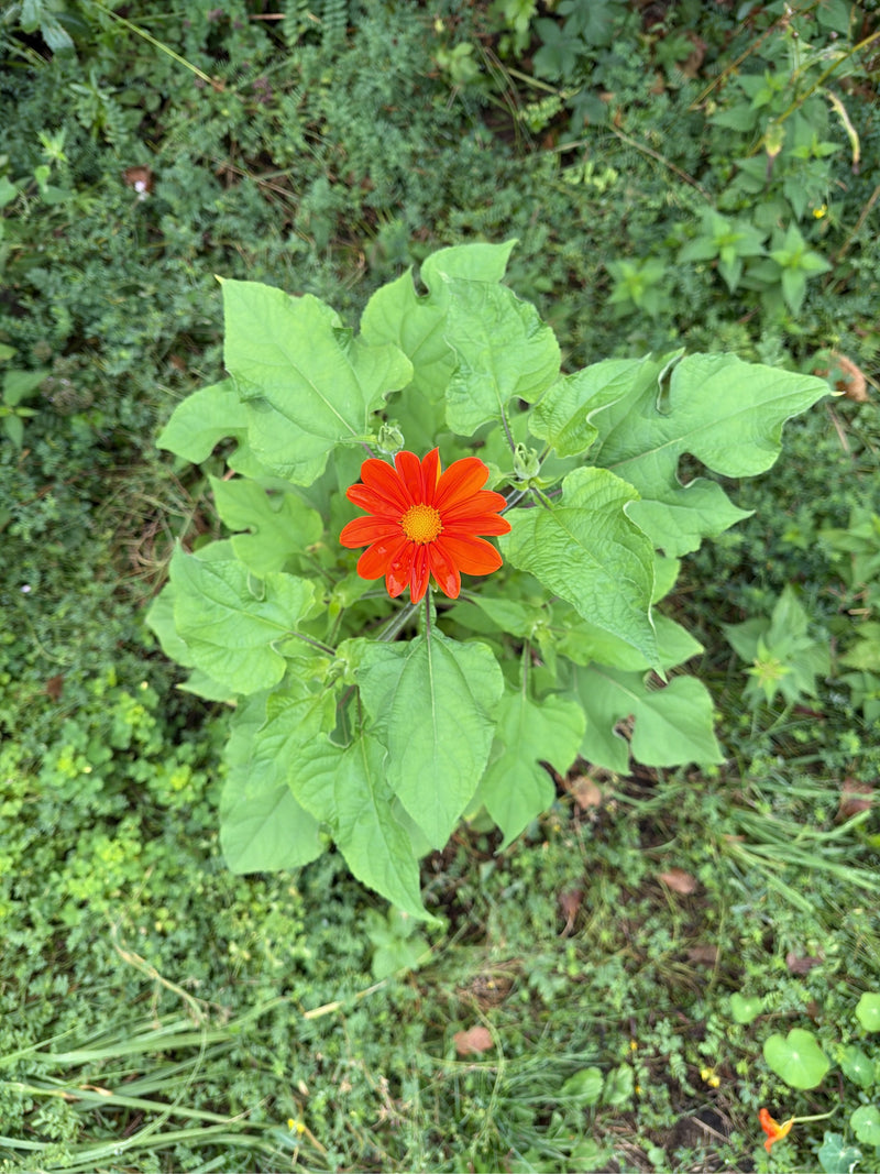 Mexikanische Sonnenblume — Bild 1