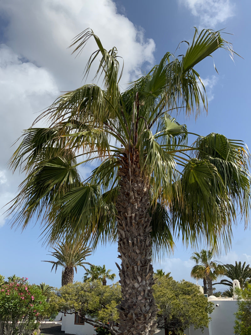 Mexikanische Washingtonpalme — Bild 4