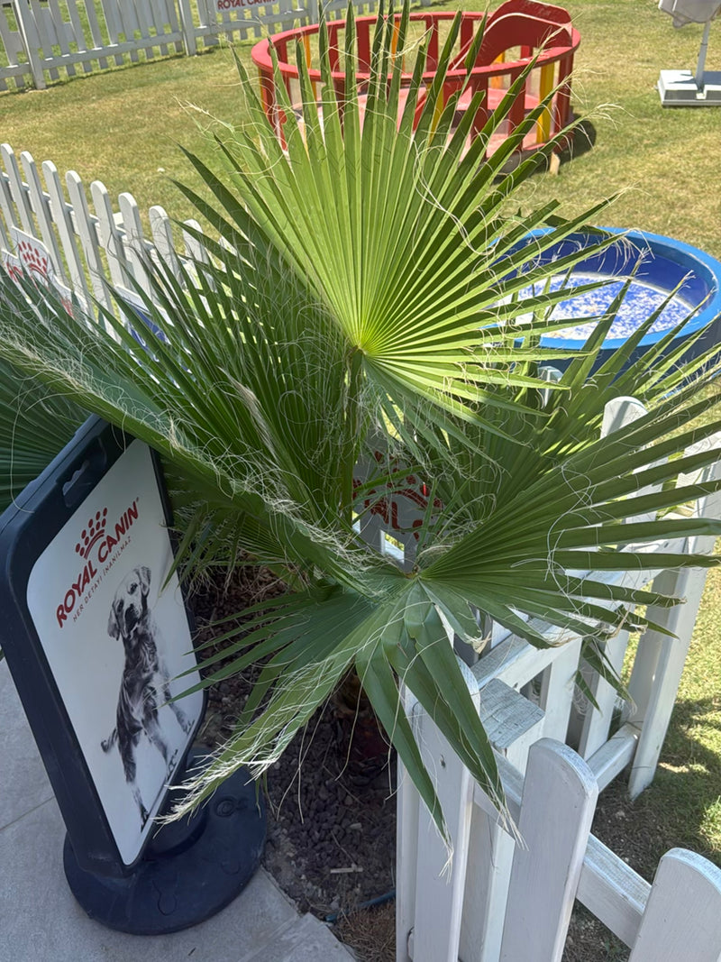 Mexikanische Washingtonpalme — Bild 3