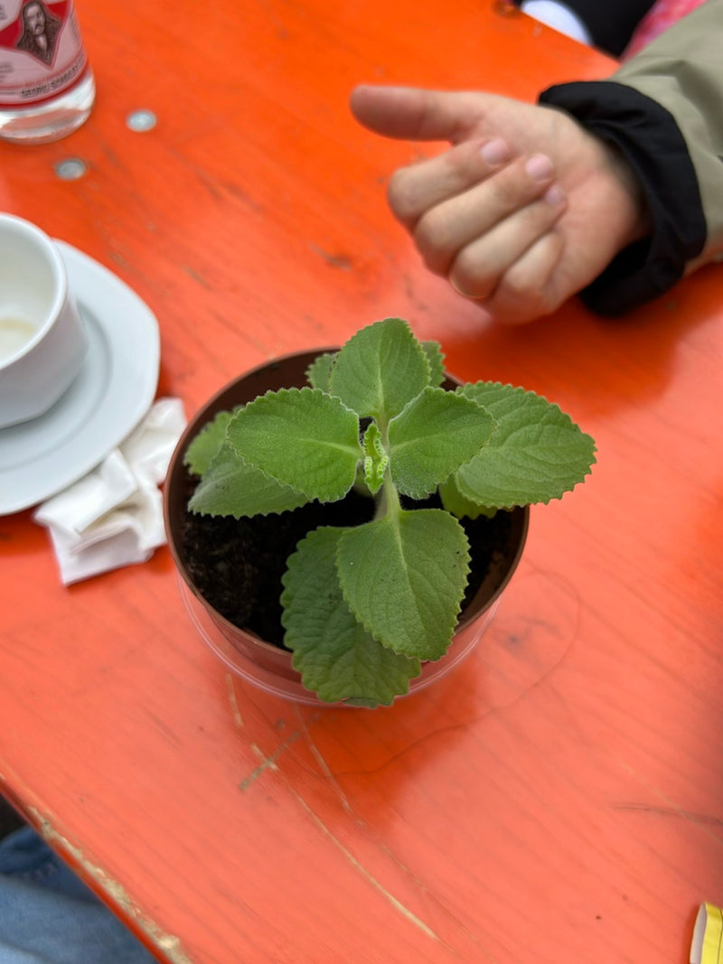 Mexikanischer Oregano — Bild 3 von 3
