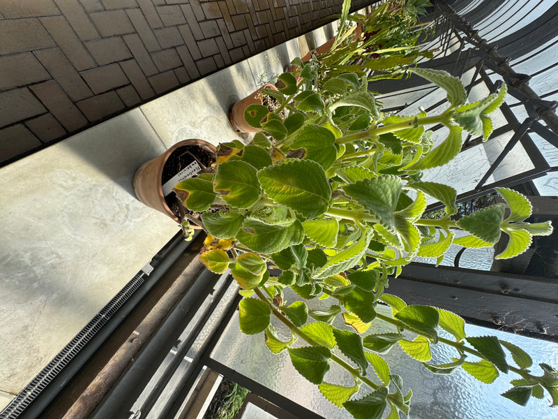 Ein Mexikanischer Oregano wächst in einem Tontopf auf einer Bank in einem Gewächshaus.