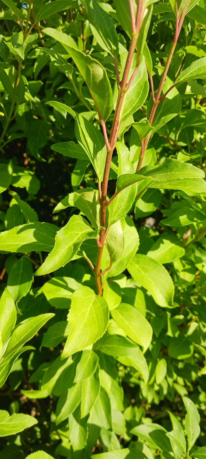 Meyers Zwergflieder — Bild 2