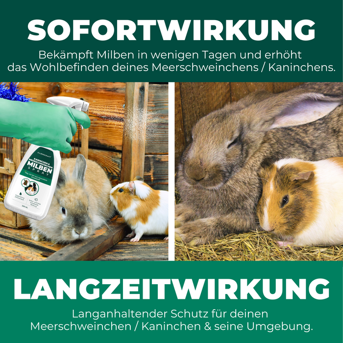 Silberkraft Milbenspray mit Sofort- und Langzeitwirkung für Meerschweinchen und Kaninchen. Linkes Bild: Anwendung des Milbensprays auf Käfig und Einstreu zur schnellen Milbenbekämpfung. Rechtes Bild: Entspannte und milbenfreie Kaninchen und Meerschweinchen nach der Behandlung. Effektiver Schutz gegen Milbenbefall und Neubefall für Tiere und Umgebung