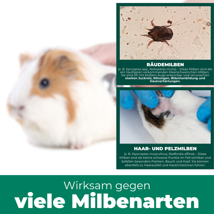 Silberkraft Milbenspray – wirksam gegen verschiedene Milbenarten bei Meerschweinchen und Kaninchen. Bild zeigt ein gesundes Meerschweinchen nach der Behandlung. Oben rechts: Nahaufnahme einer Räudemilbe (Sarcoptes spp., Notoedres muris), die starken Juckreiz, Rötungen und Bläschenbildung verursacht. Unten rechts: Haar- und Pelzmilben (Myocoptes musculinus, Radfordia affinis), die als kleine schwarze Punkte im Fell sichtbar sind und Hautreizungen sowie Haarausfall verursachen können. Effektiver Schutz gegen 