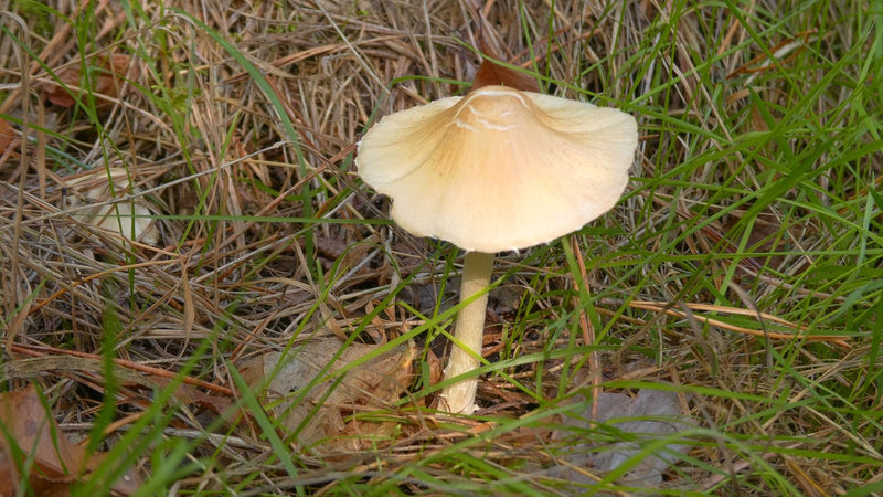 Milchweißer Häubchenpilz — Bild 5 von 8