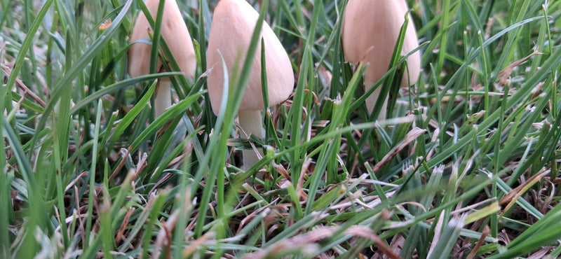 Milchweißer Häubchenpilz — Bild 4