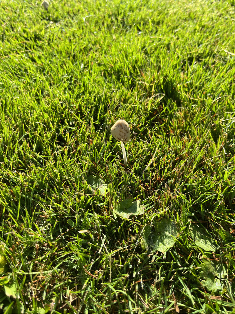Milchweißer Häubchenpilz — Bild 1