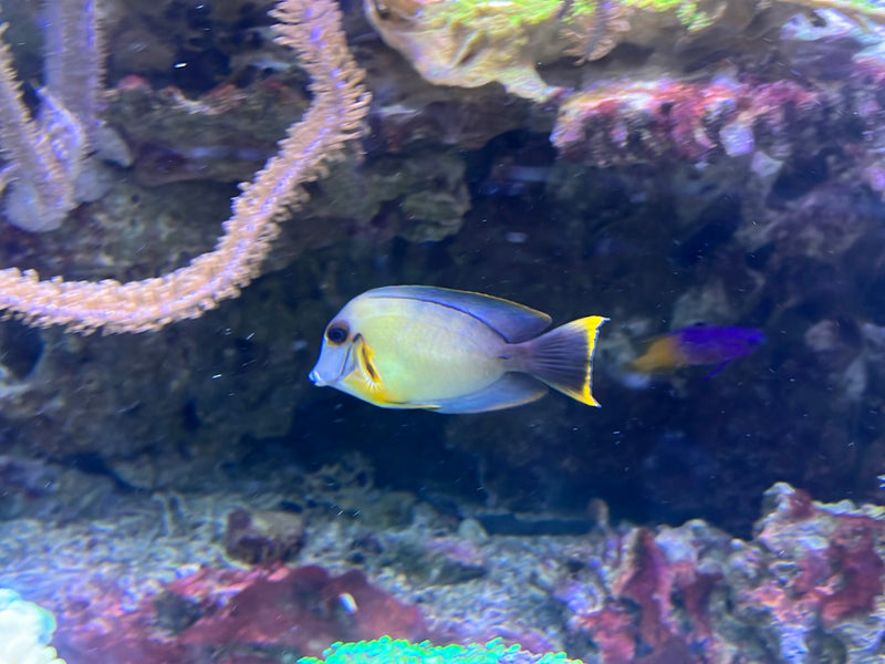 Mimik-Doktorfisch — Bild 1 von 1