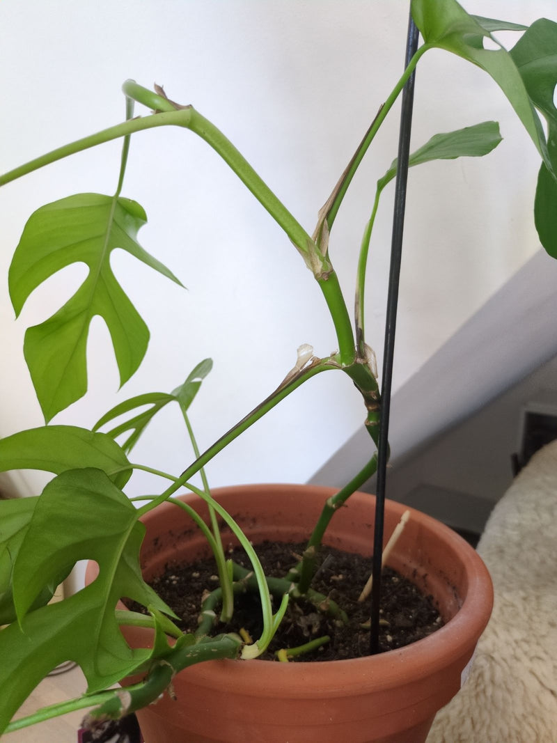 Mini-Monstera — Bild 1