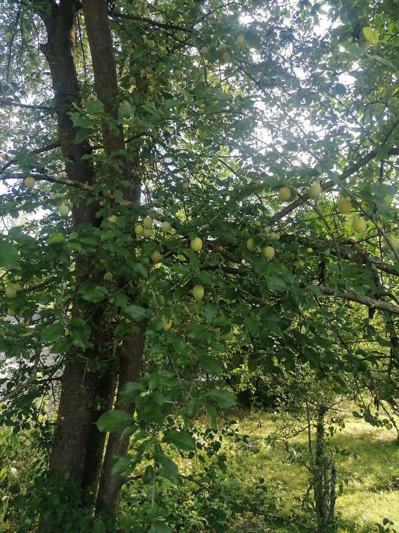 Mirabelle — Bild 1