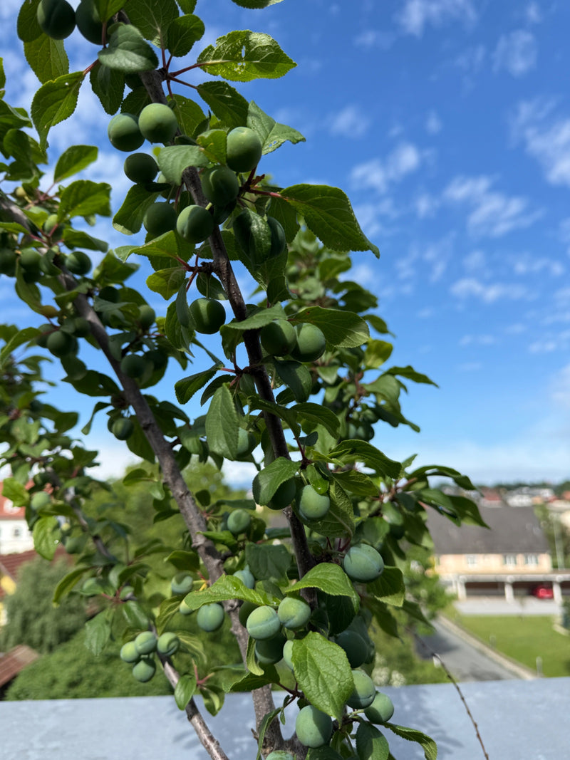 Mirabellenbaum — Bild 1
