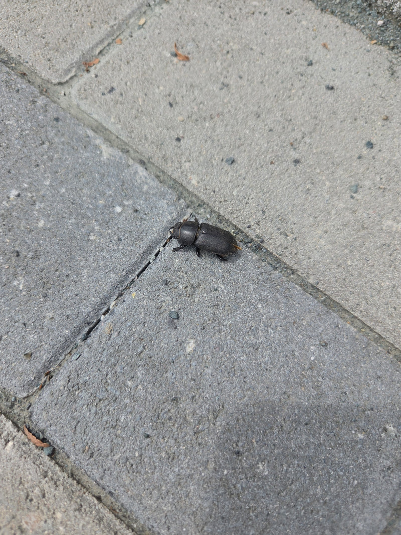 Mistkäfer (Pentodon idiota) — Bild 1
