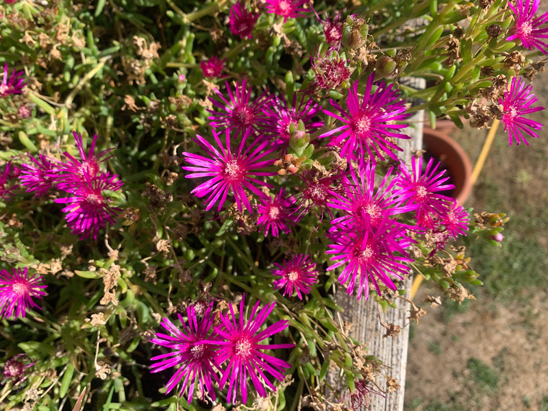Mittagsblume — Bild 1 von 3