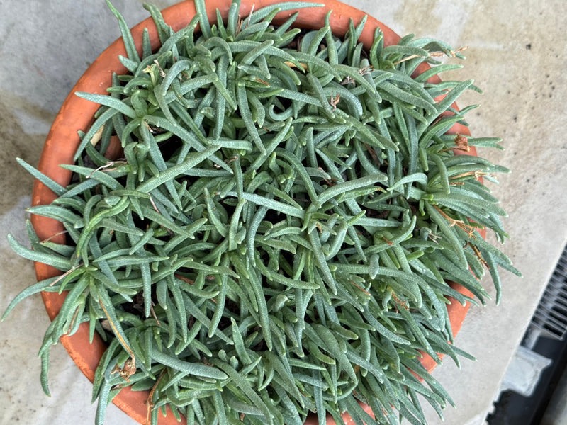 Eine dichte Mittagsblume mit zahlreichen fleischigen Blättern wächst in einem runden Tontopf, aufgenommen aus der Draufsicht.
