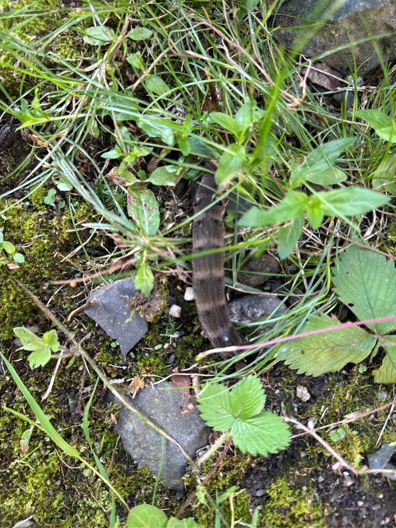 Mittlerer Weinschwärmer — Bild 1