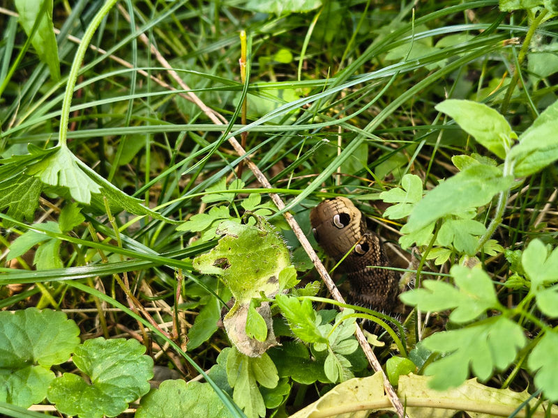 Mittlerer Weinschwärmer — Bild 5