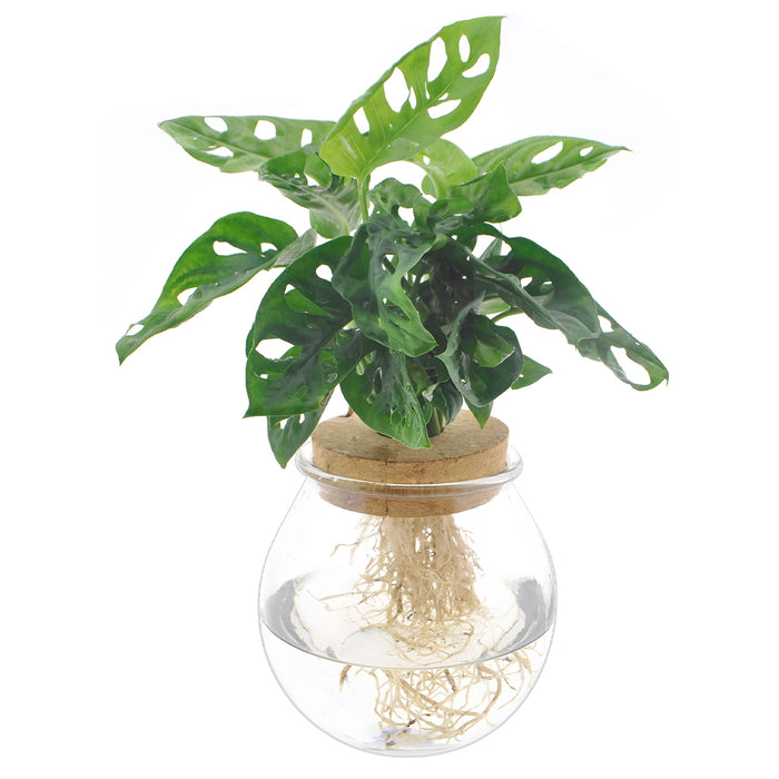 Monstera Adansonii - Ø12cm - ↕25cm - Le vantail de fenêtre tendance pour votre maison