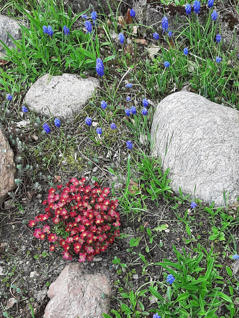 Moos-Steinbrech — Bild 1