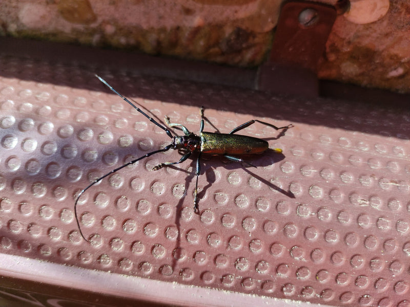 Moschusbock — Bild 1