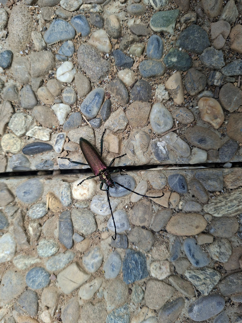 Moschusbock — Bild 2