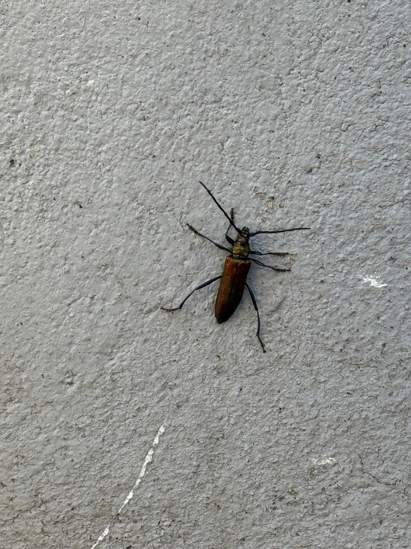 Moschusbock — Bild 4