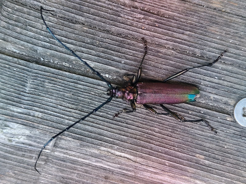 Moschusbock — Bild 3