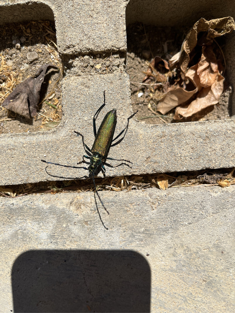 Moschusbock — Bild 1