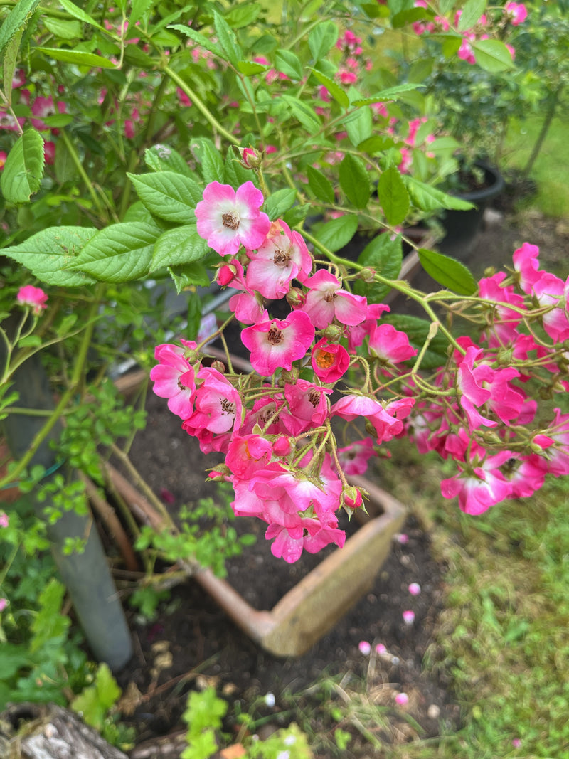 Multiflora-Rose — Bild 4