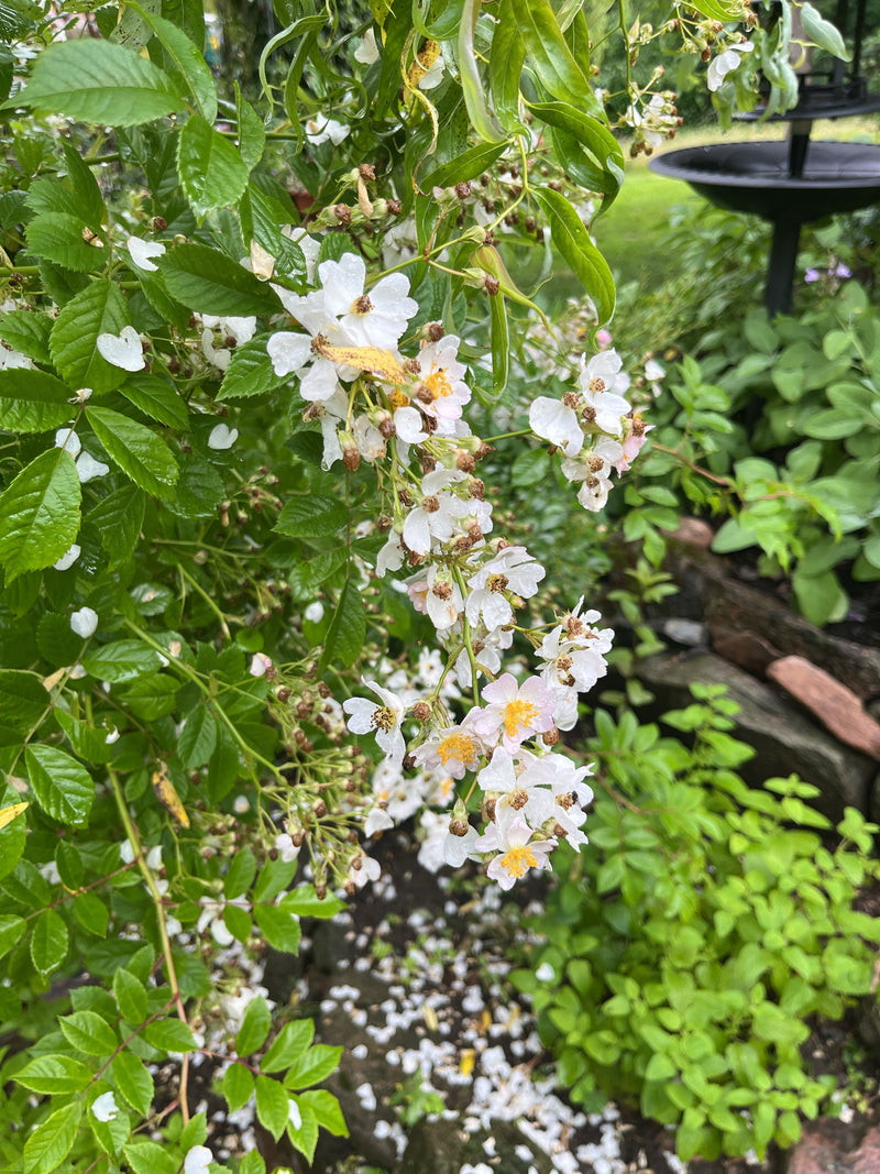 Multiflora-Rose — Bild 2