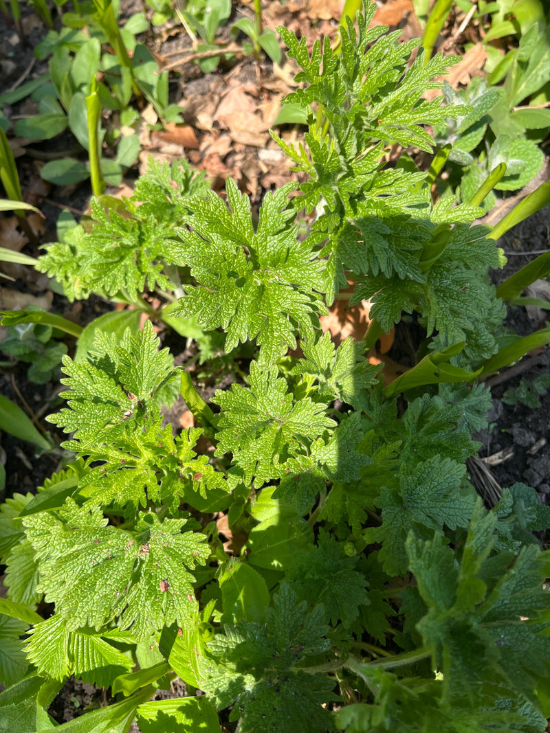 Mutterkraut — Bild 2