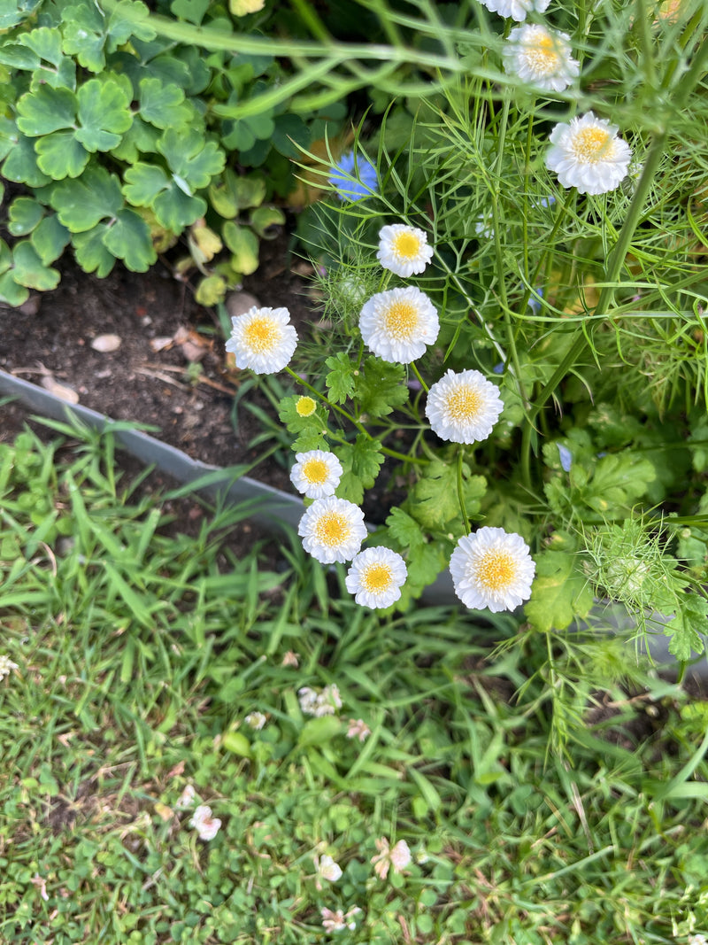 Mutterkraut — Bild 2