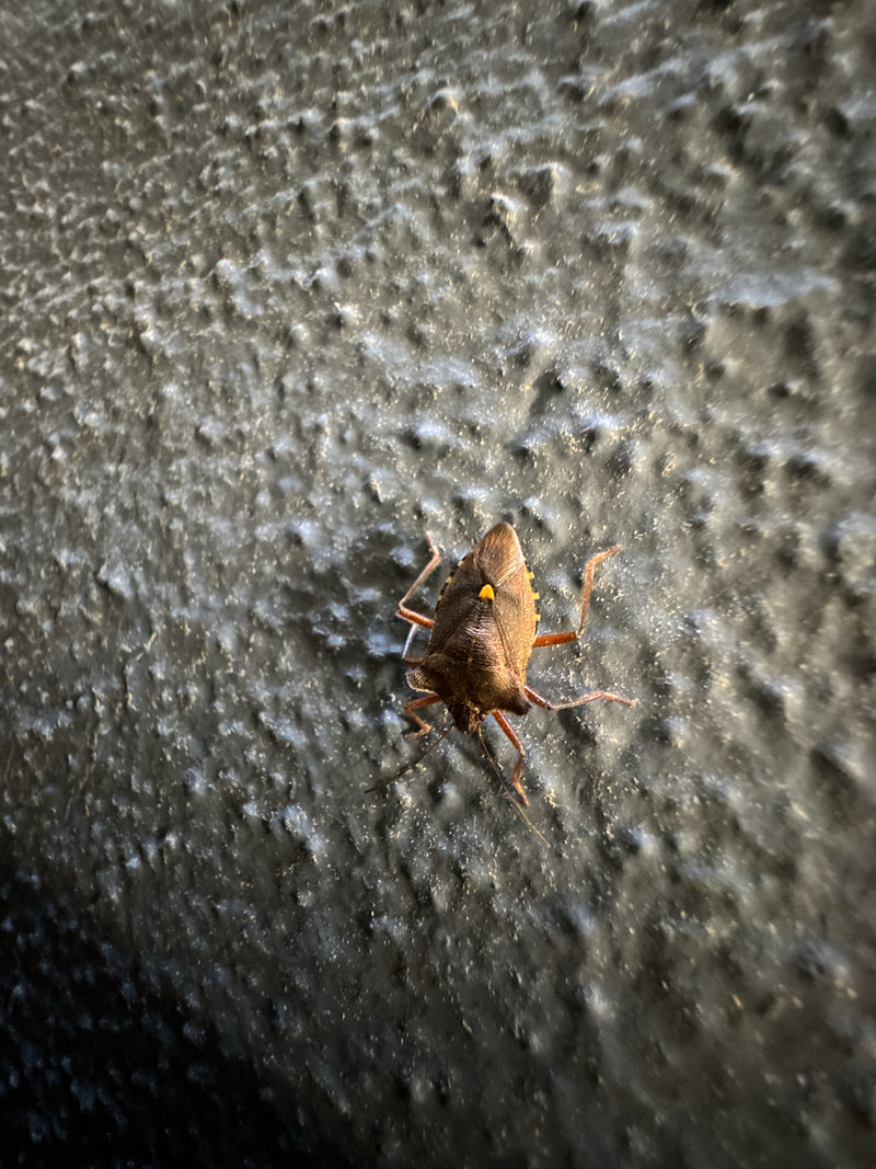 Nördliche Fruchtwanze — Bild 3