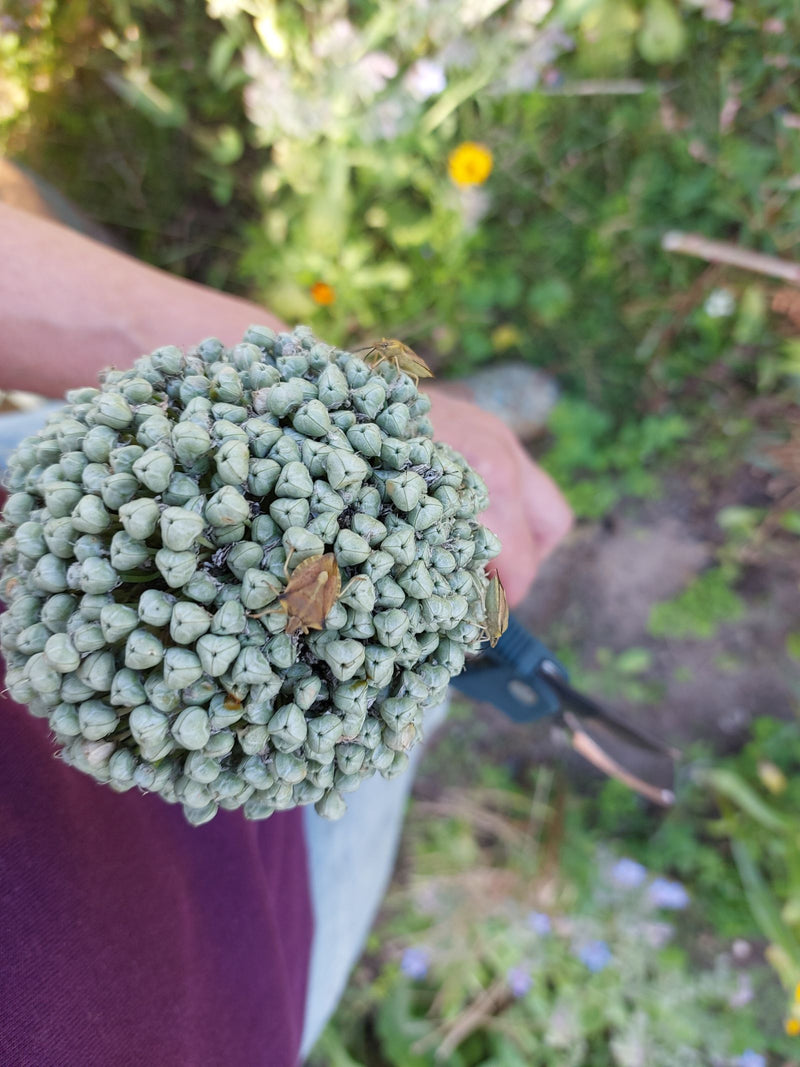 Nördliche Fruchtwanze — Bild 5