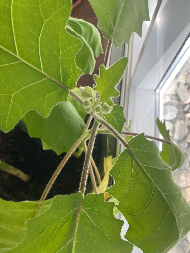 Eine Lulo-Pflanze (Solanum quitoense) im Pflanzkübel zeigt fein behaarte Stängel, große gelappte Blätter und frische Blütenknospen.