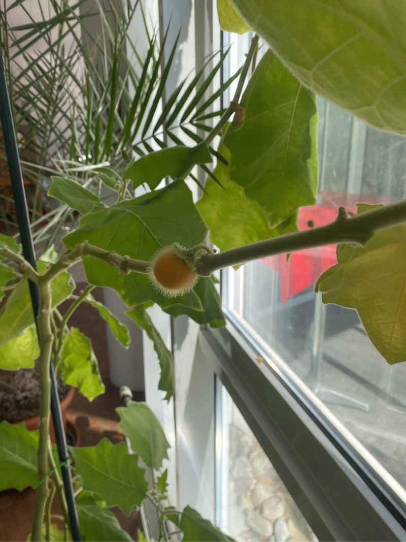 Eine Lulo-Pflanze mit einer charakteristisch dicht behaarten, orangefarbenen Frucht wächst an einem hellen Fenster.