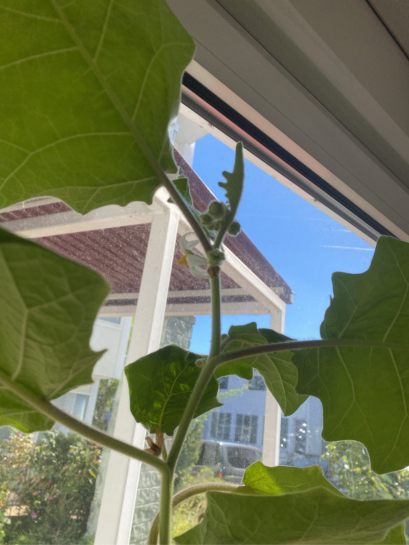Eine Lulo-Pflanze mit großen, samtigen Blättern steht an einem Fenster und bildet Knospen sowie eine Blüte aus.