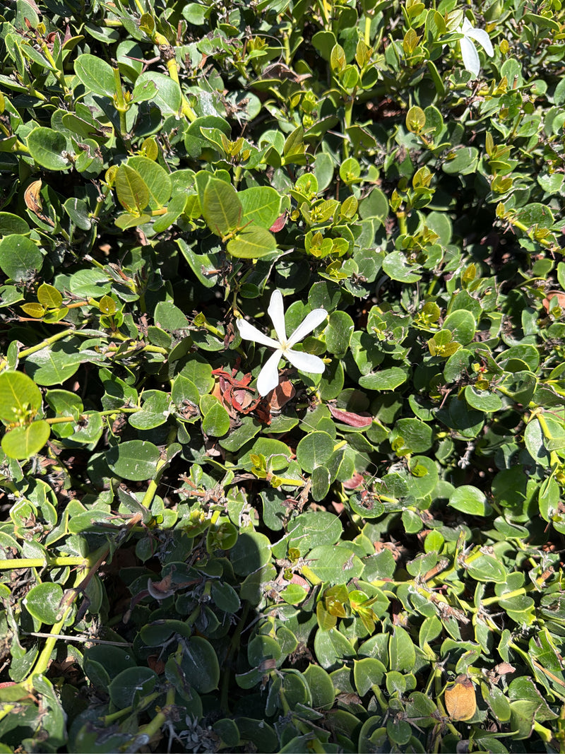 Natal-Pflaume — Bild 1
