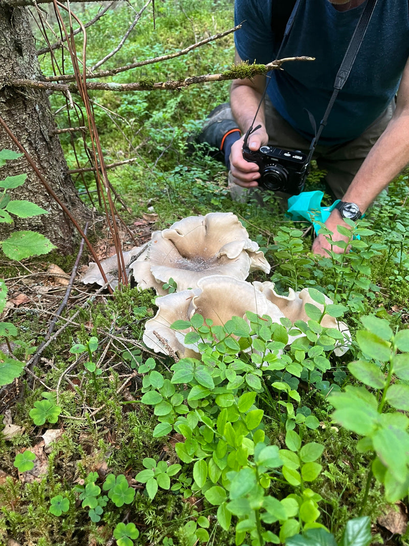 Nebelgrauer Trichterling — Bild 1