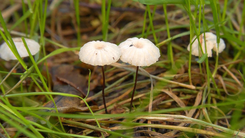 Mehrere kleine Fruchtkörper des Nelkenschwindlings stehen mit dünnen Stielen und gewölbten Hüten im Gras.
