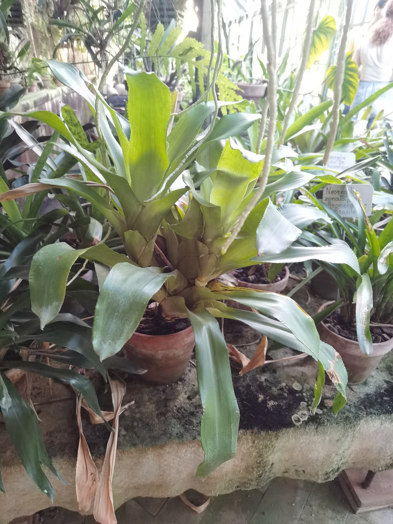 Neoregelia zonata — Bild 1