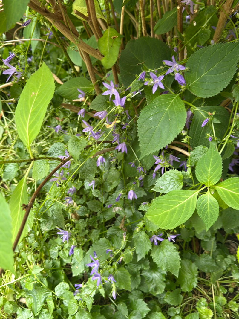 Nesselblättrige Glockenblume — Bild 2