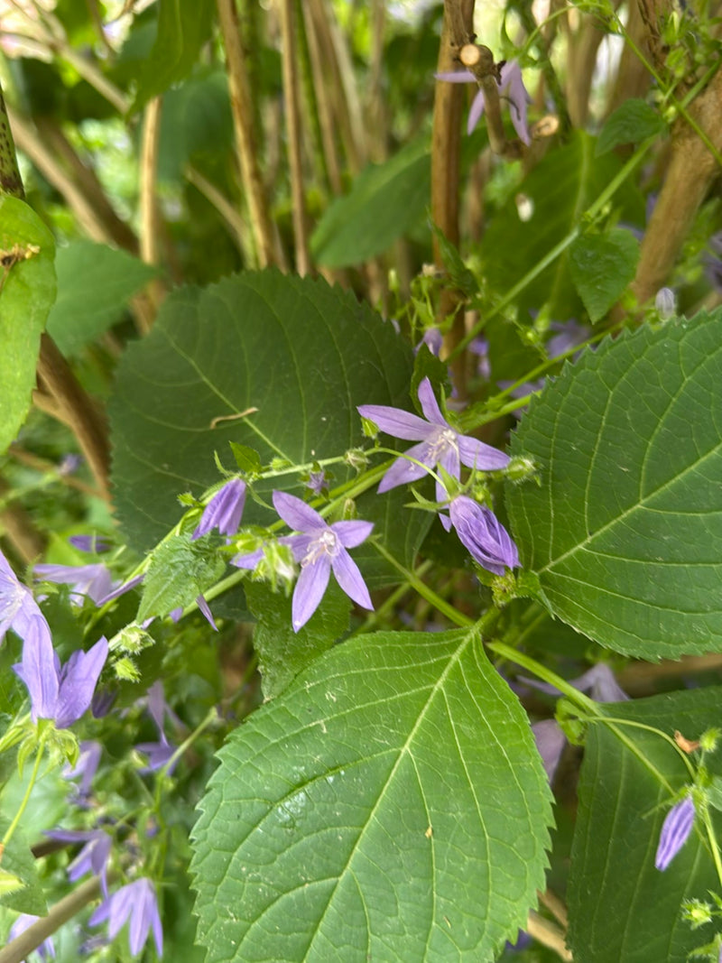 Nesselblättrige Glockenblume — Bild 3