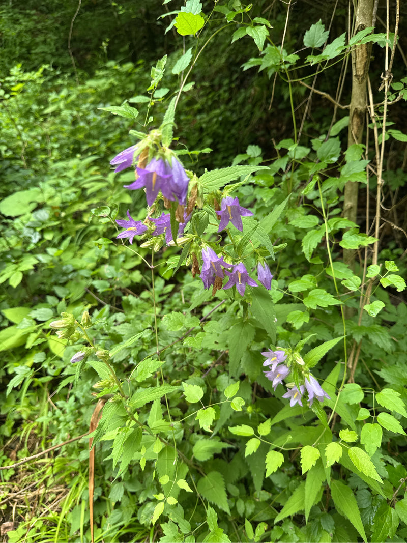 Nesselblättrige Glockenblume — Bild 2