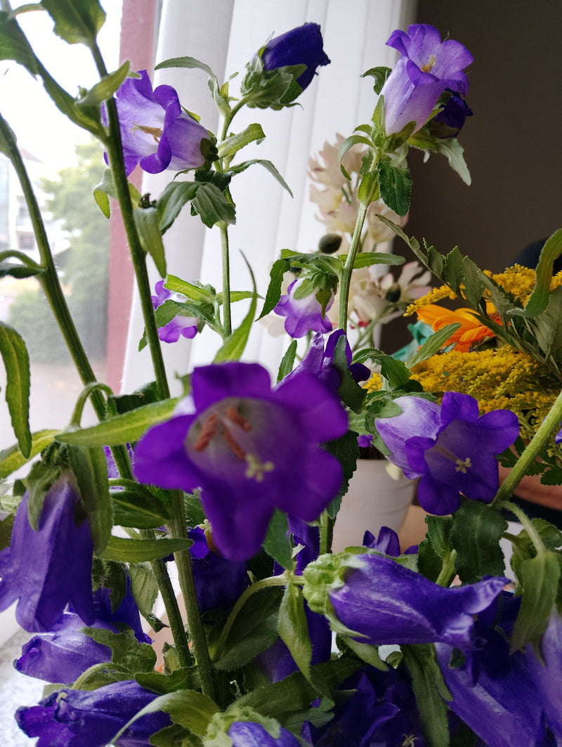Nesselblättrige Glockenblume — Bild 4