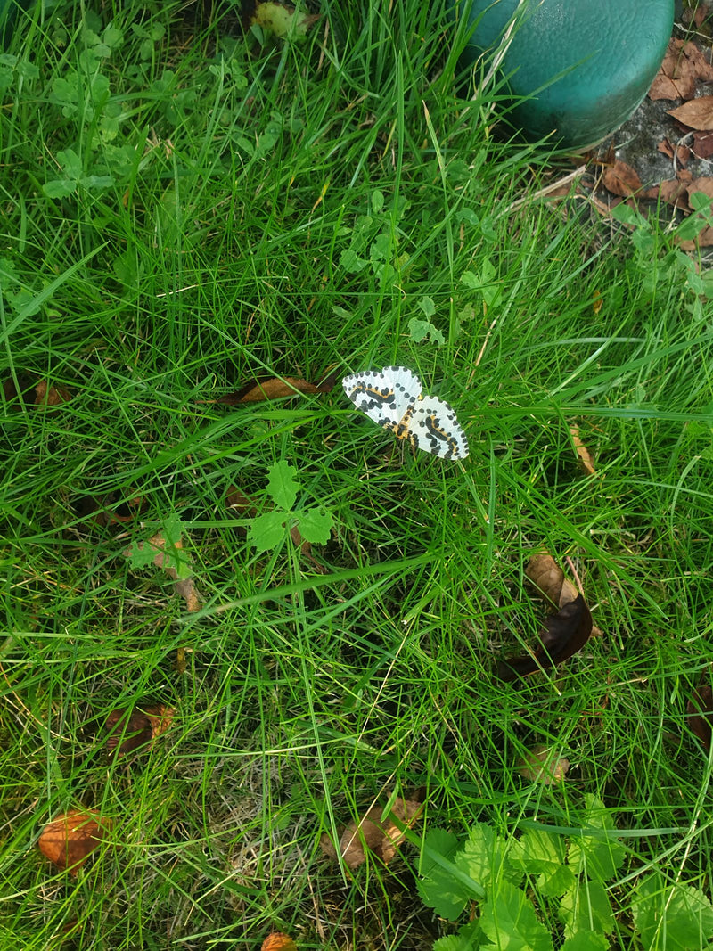Netzspanner — Bild 1
