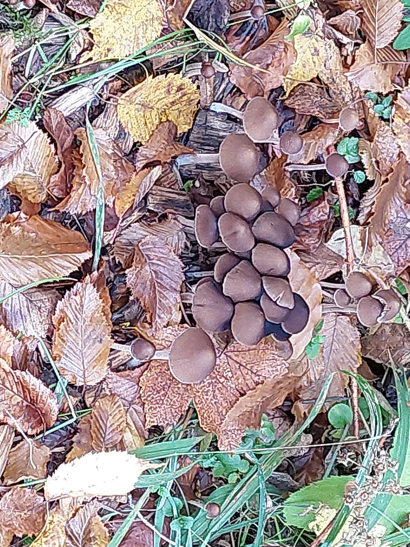 Eine Gruppe braunhütiger Netzstieliger Helmlinge wächst dicht gedrängt aus verrottendem Laub am Waldboden.