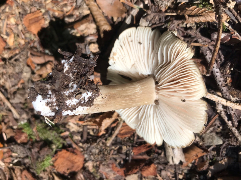 Zu sehen ist ein einzelner Fruchtkörper des Netzstieligen Helmlings von unten, der auf dem Waldboden liegt. Die Aufnahme zeigt deutlich die weißlichen Lamell...