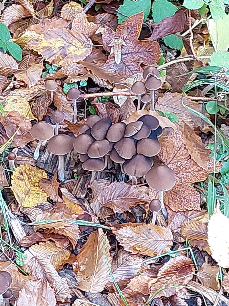 Eine Gruppe von Netzstieligen Helmlingen wächst auf dem Waldboden inmitten von braunem Laub.